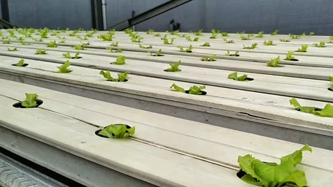 Hydroponics Stock Footage 328205580
