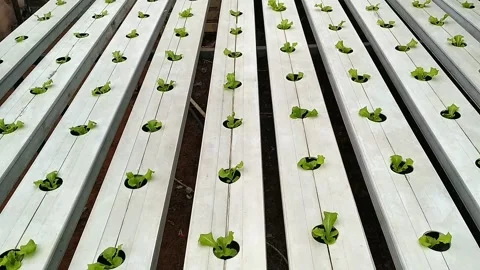 Hydroponics Stock Footage 328205581