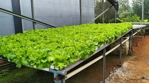 Hydroponics Stock Footage 328205582
