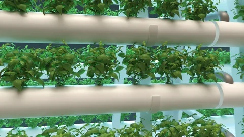 "Hydroponics indoor system with rows of pipes, Led ligts and mature basil Stock Footage