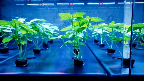 Hydroponics Lab Growth Crop 4K Stock Footage 89003161
