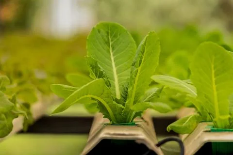 Hydroponics method of growing plants vegetables salad farm Stock Photos