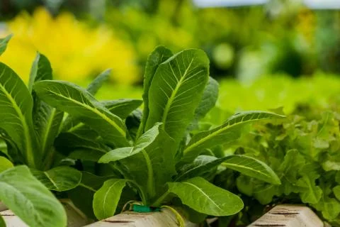 Hydroponics method of growing plants vegetables salad farm Stock Photos