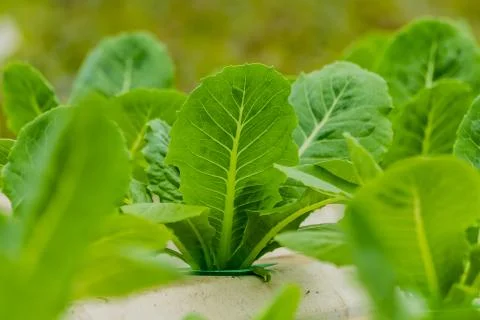 Hydroponics method of growing plants vegetables salad farm Stock Photos