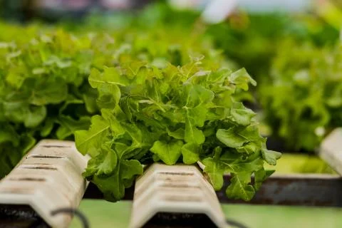Hydroponics method of growing plants vegetables salad farm Stock Photos