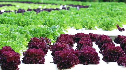 Hydroponics method of growing plants in water without soil. Stock Footage 60740282