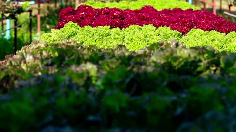 Hydroponics method of growing plants in water without soil. 库存影片 60835076