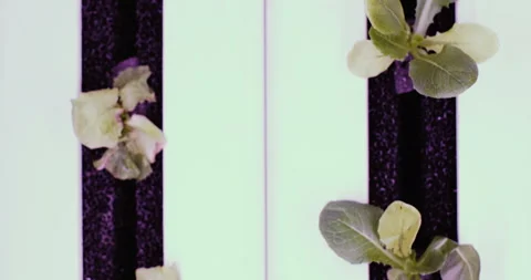 Hydroponics method of growing plants in water. UV grow lights for growing plants Stock Footage 88338037