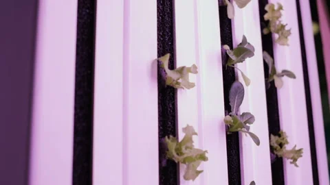 Hydroponics method of growing plants in water. UV grow lights for growing plants Stock Footage 88338391