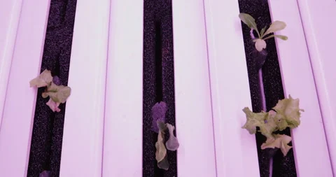 Hydroponics method of growing plants in water. UV grow lights for growing plants Vídeo Stock 88338652