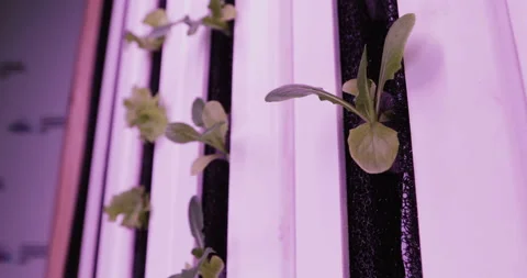 Hydroponics method of growing plants in water. UV grow lights for growing plants Video stock 88338875