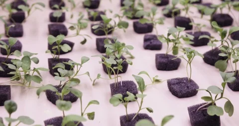 Hydroponics method of growing plants in water. UV grow lights for growing plants Stock Footage 94473995