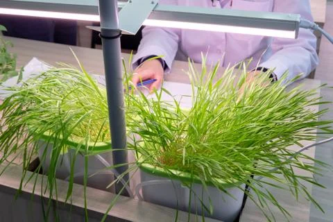 Hydroponics. The method of growing plants in water without land in the labora Stock Photos