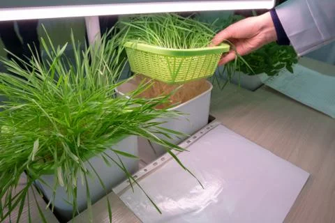 Hydroponics. The method of growing plants without land. Female hands lift a n Stock Photos