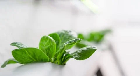 Hydroponics method of growing plants.Vegetables hydroponics farm Stock Photos