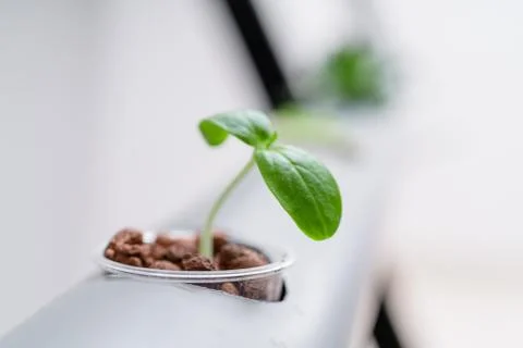 Hydroponics method of growing plants.Vegetables hydroponics farm Stock Photos