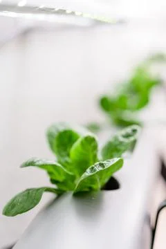 Hydroponics method of growing plants.Vegetables hydroponics farm Stock Photos