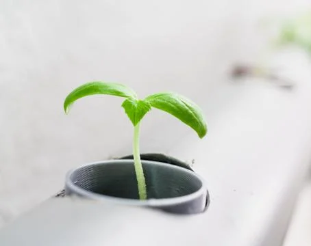 Hydroponics method of growing plants.Vegetables hydroponics farm Stock Photos