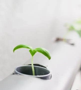 Hydroponics method of growing plants.Vegetables hydroponics farm Stock Photos
