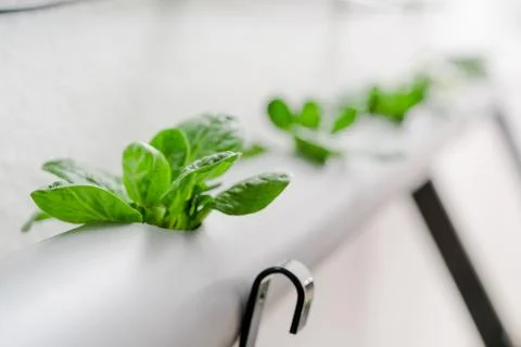 Hydroponics method of growing plants.Vegetables hydroponics farm Stock Photos