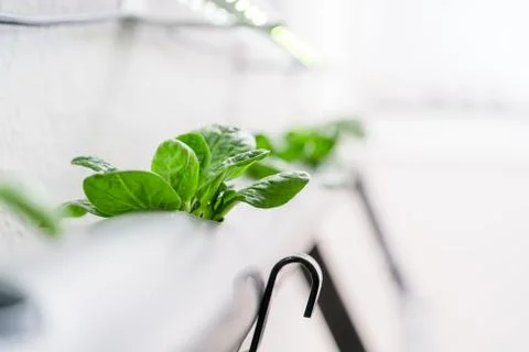 Hydroponics method of growing plants.Vegetables hydroponics farm Stock Photos