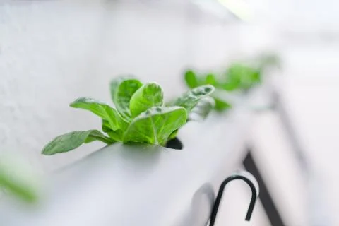 Hydroponics method of growing plants.Vegetables hydroponics farm Stock Photos