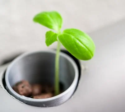Hydroponics method of growing plants.Vegetables hydroponics farm Stock Photos