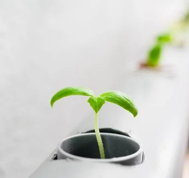 Hydroponics method of growing plants.Vegetables hydroponics farm Stock Photos