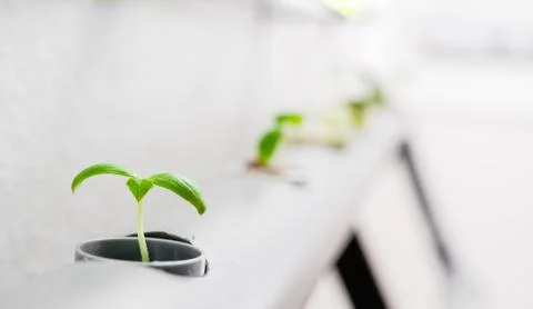 Hydroponics method of growing plants.Vegetables hydroponics farm Stock Photos