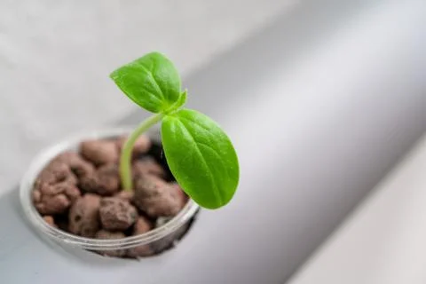 Hydroponics method of growing plants.Vegetables hydroponics farm Stock Photos