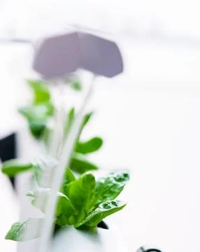 Hydroponics method of growing plants.Vegetables hydroponics farm Stock Photos