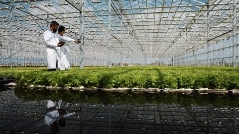 Hydroponics method of growing salad in greenhouse. Two lab assistants examine Stock Footage 94297331
