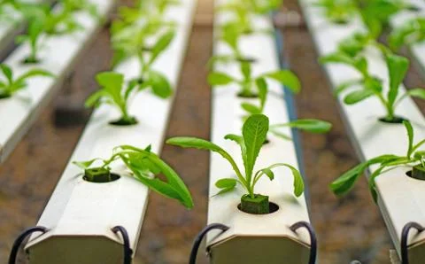 Hydroponics or Hydroculture is the method of growing plants in the nutrients  Stock-Fotos