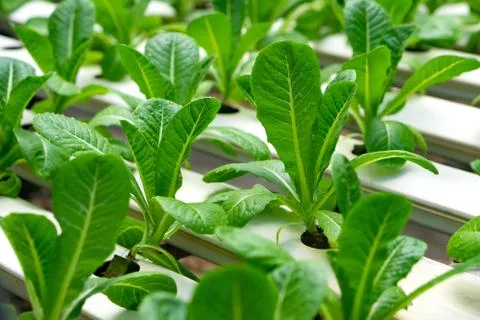 Hydroponics or Hydroculture is the method of growing plants in the nutrients  Stock-Fotos