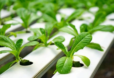 Hydroponics or Hydroculture is the method of growing plants in the nutrients  Stock Photos