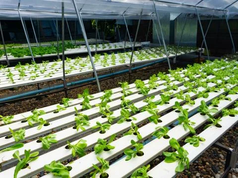 Hydroponics or Hydroculture is the method of growing plants in the nutrients  Stock Photos