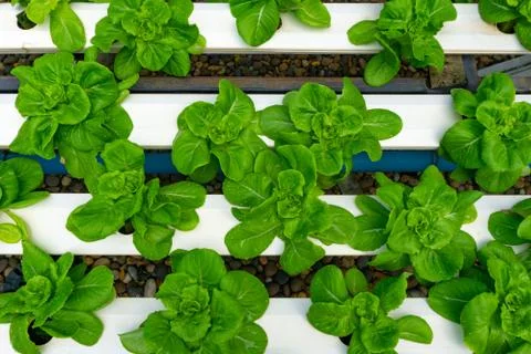 Hydroponics or Hydroculture is the method of growing plants in the nutrients  Foto stock