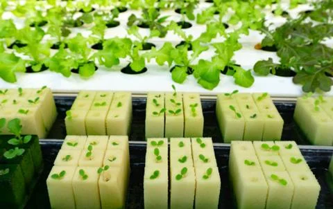 Hydroponics or Hydroculture is the method of growing plants in the nutrients  Foto stock