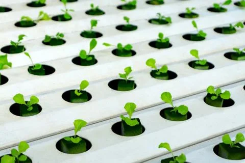Hydroponics or Hydroculture is the method of growing plants in the nutrients  Stock Photos