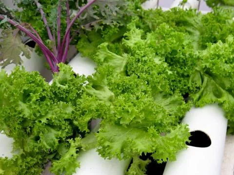 Hydroponics Stock Photos