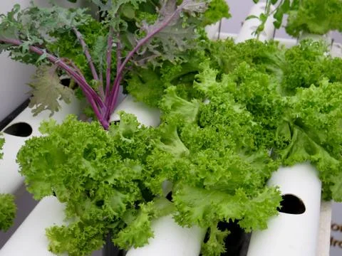 Hydroponics Stock Photos