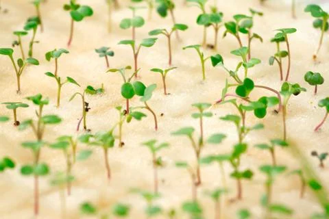 Hydroponics sprouting 库存照片