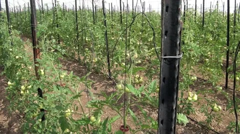 Hydroponics tunnel interior tilt down to tomatoes Video stock 56966897
