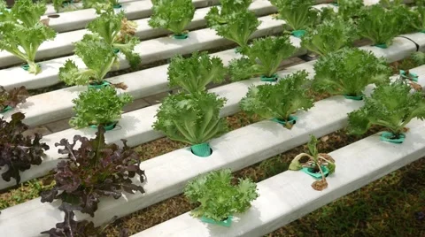 Hydroponics Vegetable Farm Stock Footage 53754609