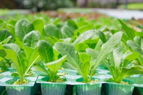 Hydroponics vegetable farm Stock Photos