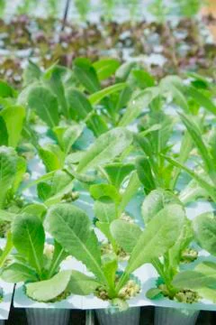 Hydroponics vegetable farm Stock Photos