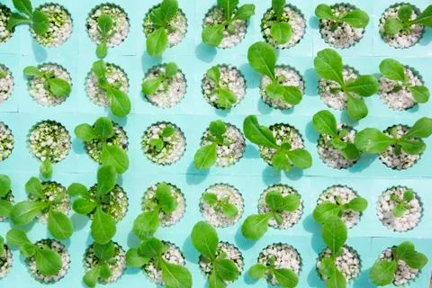 Hydroponics vegetable farm Stock Photos