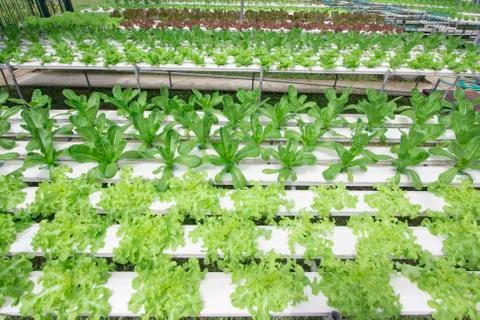 Hydroponics vegetable farm Stock Photos