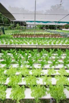 Hydroponics vegetable farm Stock Photos