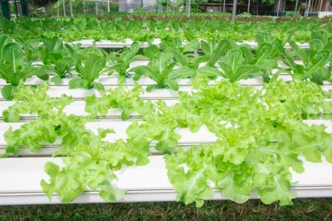 Hydroponics vegetable farm Stock Photos